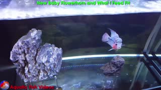New Baby Flowerhorn and What I Feed FH