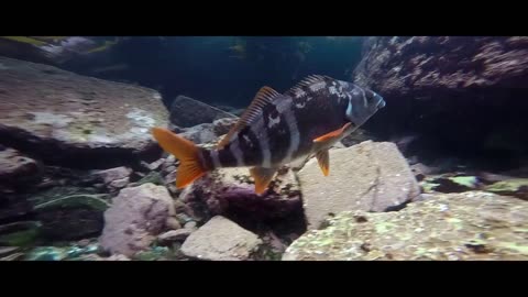 Beautiful Aquatic Life Documentary