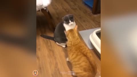 Funny Animals 2022 - Cute Dogs and Cats Doing Funny Things #1
