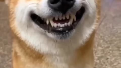 Smiling Dogs: Unleashing Cuteness and Hilarity with Adorable Canine Smiles! Funny Video