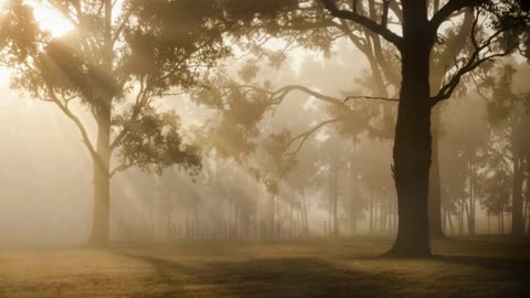 Morning sound of nature #peace#birdsounds#Calmness#meditation