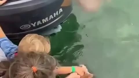 Feeding sharks with your toddler seems like a bad idea.