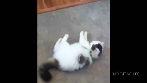 "Rolling in Laughter: Hilarious Cat Video Compilation Guaranteed to Make You ROFL!"