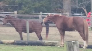 Horse Tugging on Pony's Tail