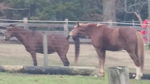 Horse Tugging on Pony's Tail