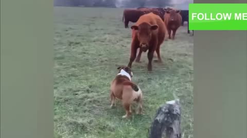 Cow acting like a dog
