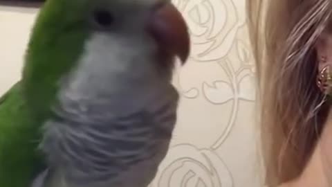 Parrot kissing owner