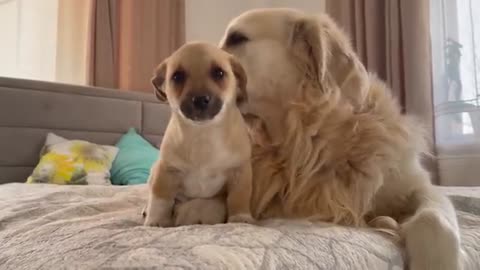 Adorable Golden Retriever Reaction to Cute Puppy