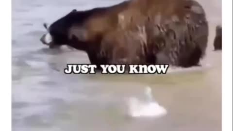 Funny animals doing f*$ing things