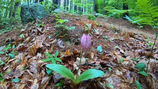 Pink Lady's Slipper