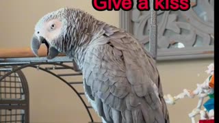 funny parrot copy everything you say
