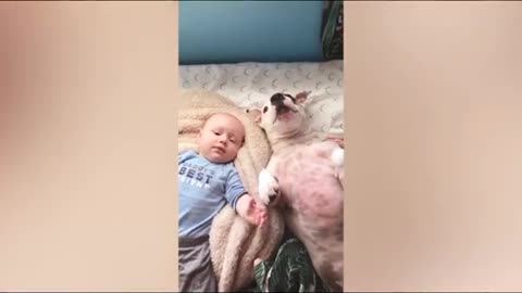 Funny Pets and Cute Babies 🤣🤣