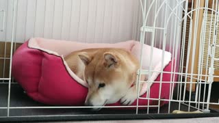 Shibainu Koharu A bed she loves very much!