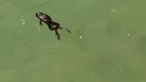 The frog 🐸 singing in water🤣🤣🤣🤣