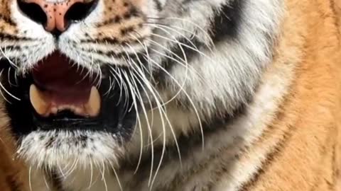 Tiger Enraged Expression