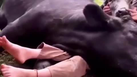 Friendship between animals and humans