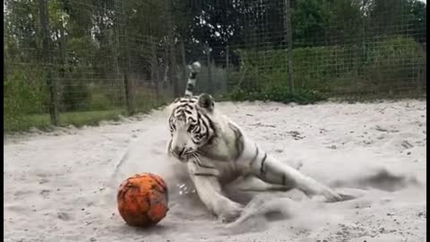 Do lions and tigers eat pumpkins?