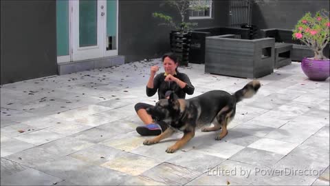 Guard Dog Training Step by Step