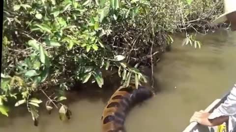 World's Largest Snake Found in Amazon River (Anaconda) 2016!!