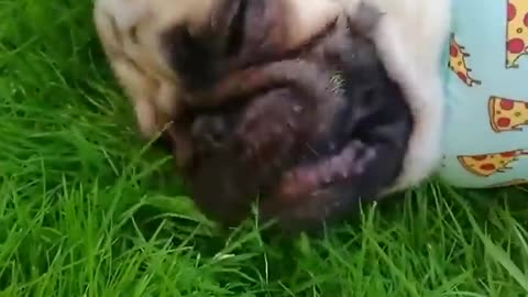 Do dogs eat grass, too