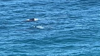 2024-06-26 Whale watching Cape Byron Lighthouse, NSW, Aus (2)