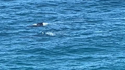 2024-06-26 Whale watching Cape Byron Lighthouse, QLD, Aus (2)