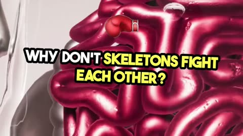 Jokes - Why Don't Skeletons Fight