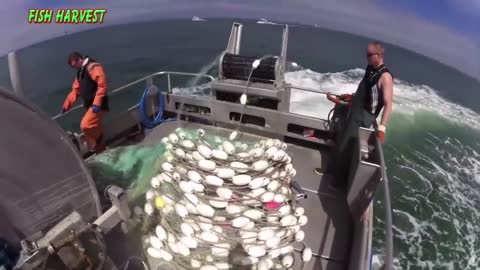 Everyone should watch this Fishermen's video Most Satisfying Big Catch Fishing