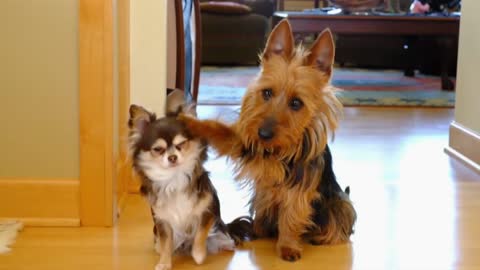 Guilty Dog Discretely Tells Who Pooped In The Kitchen