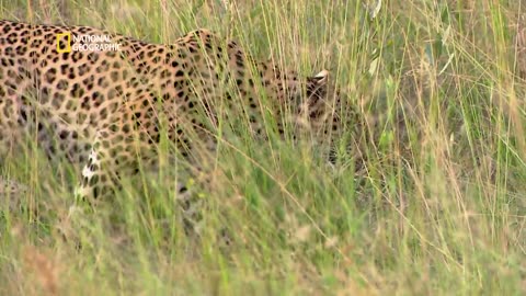 Botswana_s Green Ecosystem _ Africa_s Deadliest _(720P_HD)