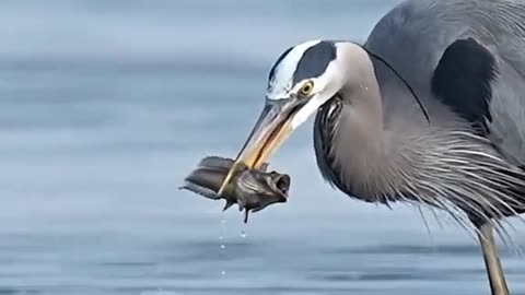 beautiful_birds_are_hunting_fish_from_the_lake