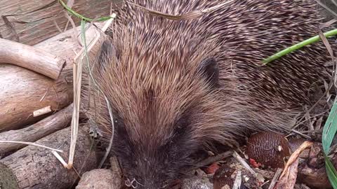 Cute hedgehog comes out for a snack during daylight