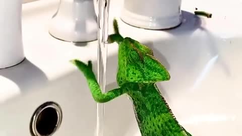 Chameleon Washes its Hands in a Sink