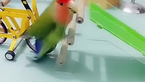Amazing Parrot Video So Cute