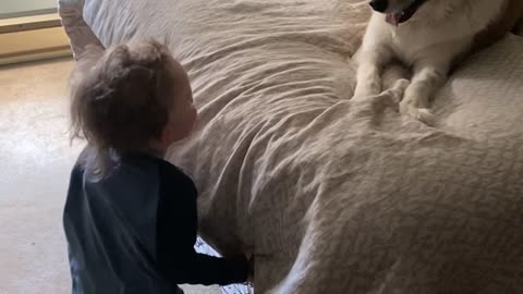 Toddler and Pup 'Argue' Over Bed Spread