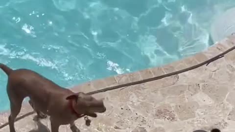 diving dog 😎