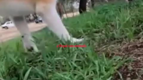 The monster dogs (Follow)🐕🐕🐕#dogs #viral #monster #fyp #rumblevideo