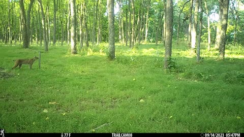 Bobcat stops for stake