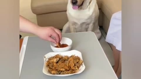 How Animals always beg for food