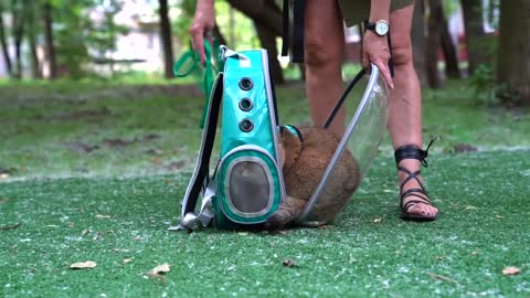 Hosico goes for a walk