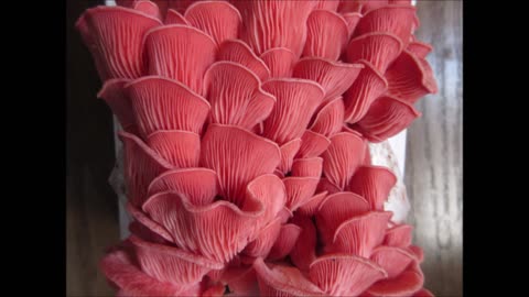 You Can Almost Hear Mr Growing Pink Oyster Mushrooms April 2023