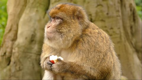 Monkey Eating Apple