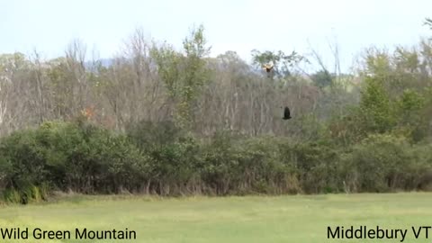 Harrier Chasing Crow - Middlebury VT