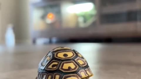 Baby Tortoise eating vegetables