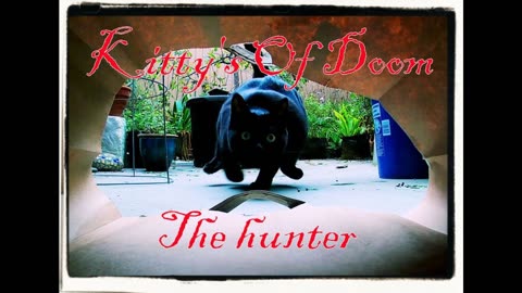 Kitty's of Doom- The hunter.