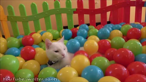 Two Cats and 500 Balls in a Ball Pit #110