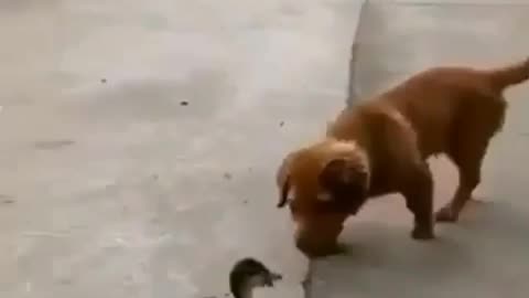 Funny duck surprising a dog