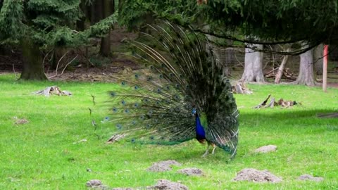 Dancing peacock video
