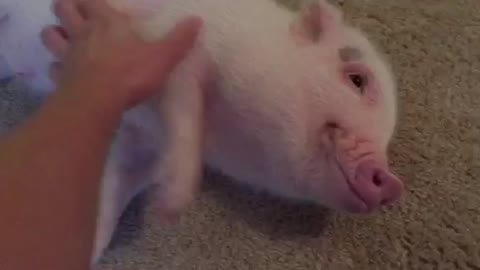 Excited Mini Pig Sprints Across Room For Belly Rubs