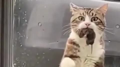 FUNNY CATS 😂 4 MINUTES OF LAUGHTER 😂 TRY NOT TO LAUGH